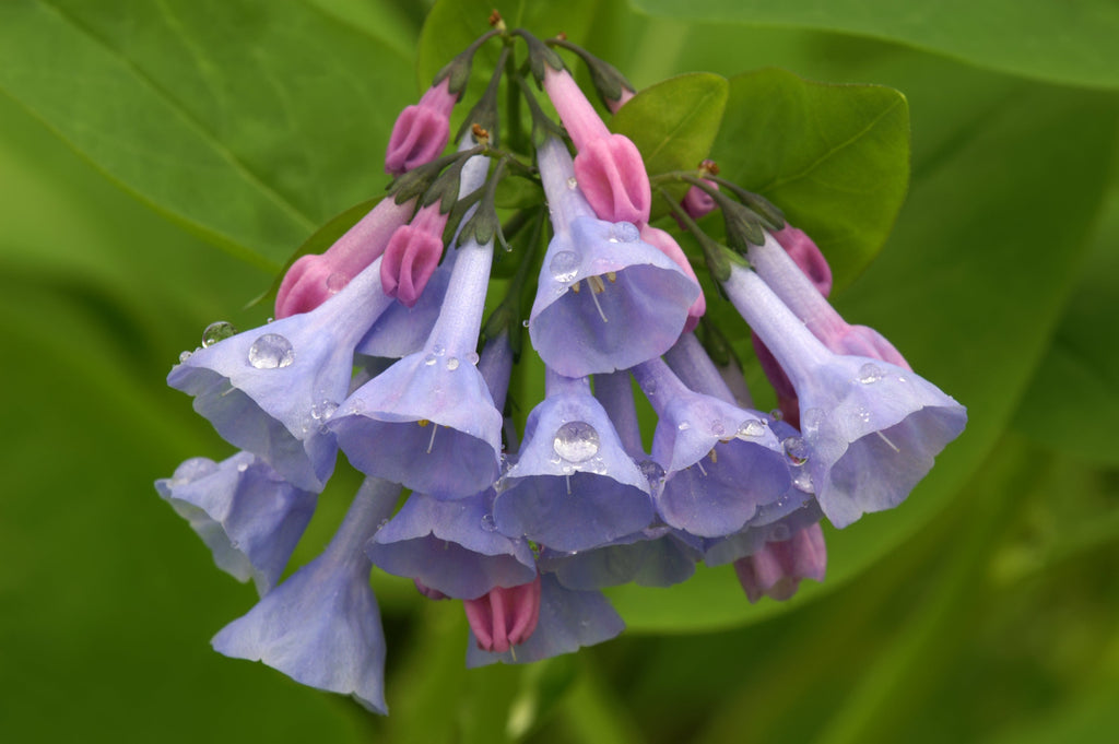 20 VIRGINIA BLUEBELLS True Blue & Pink Mertensia Virginica Flower Seeds