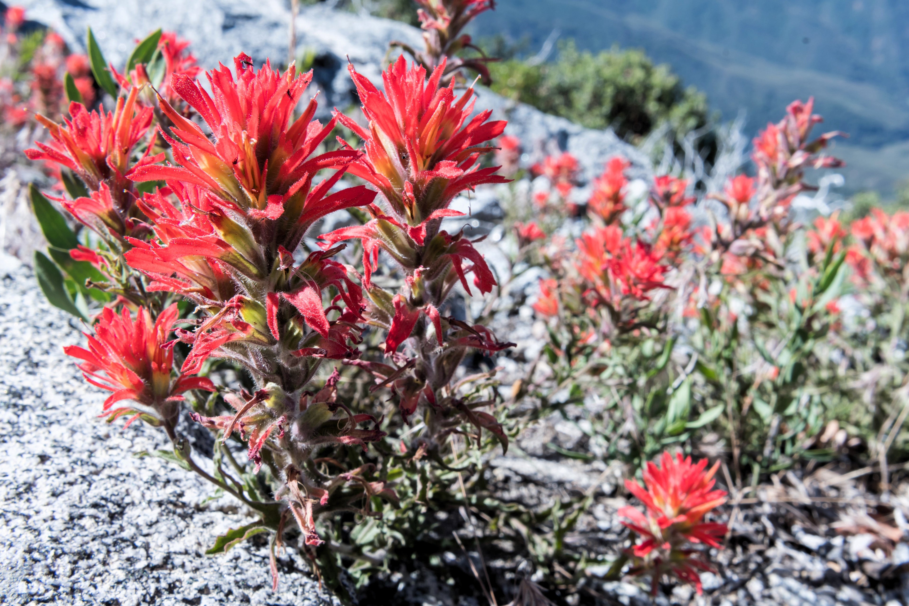 50 Red INDIAN PAINTBRUSH Castilleja Indivisa Flower Seeds