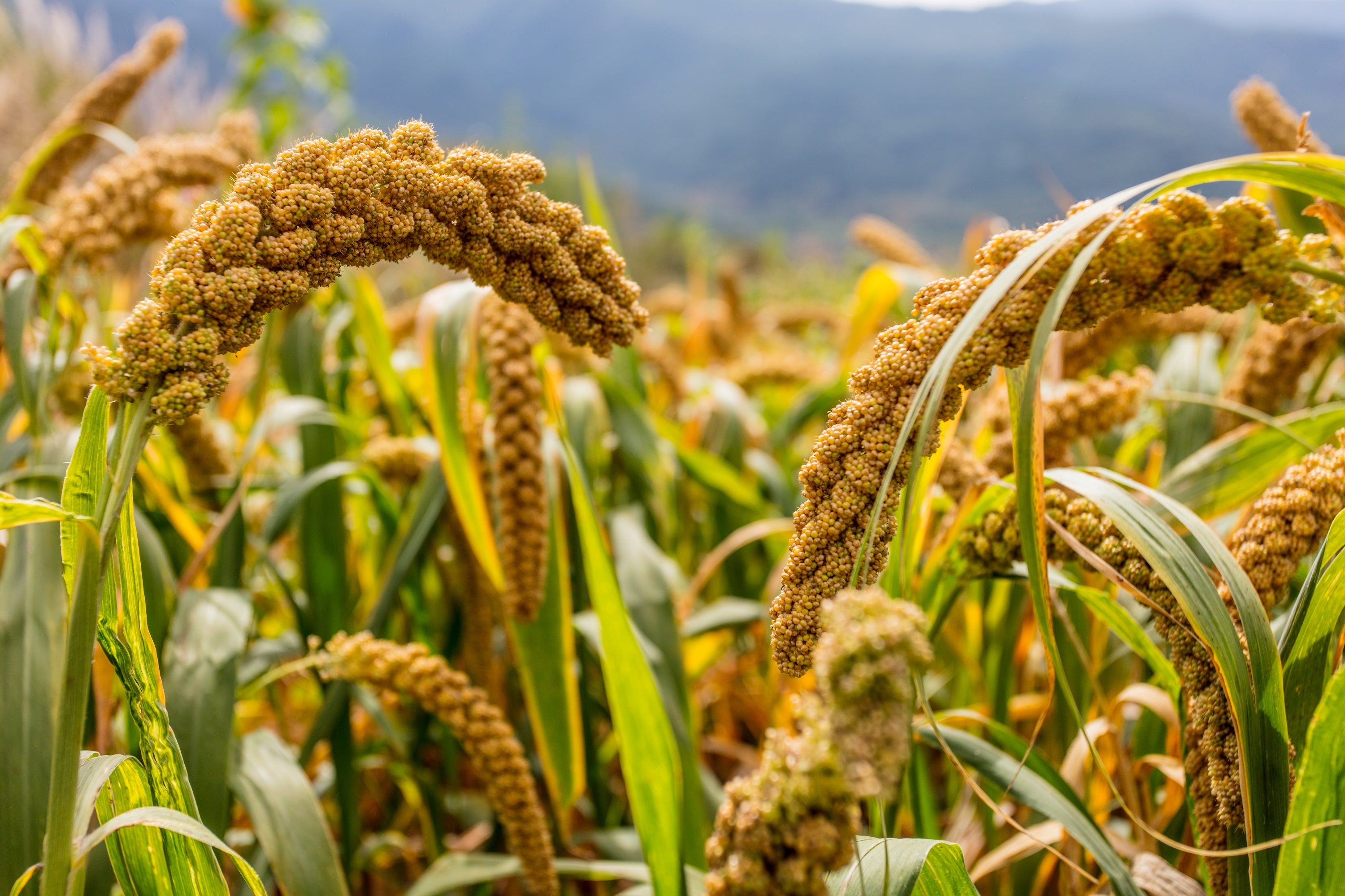 100 FOXTAIL MILLET Setaria Italica Ornamental Grass Wildlife Food Flower Seeds