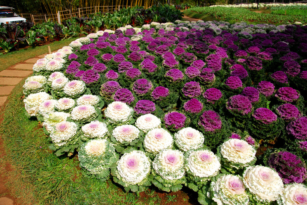 50 MIXED ORNAMENTAL CABBAGE Flowering Cabbage Brassica Oleracea Seeds
