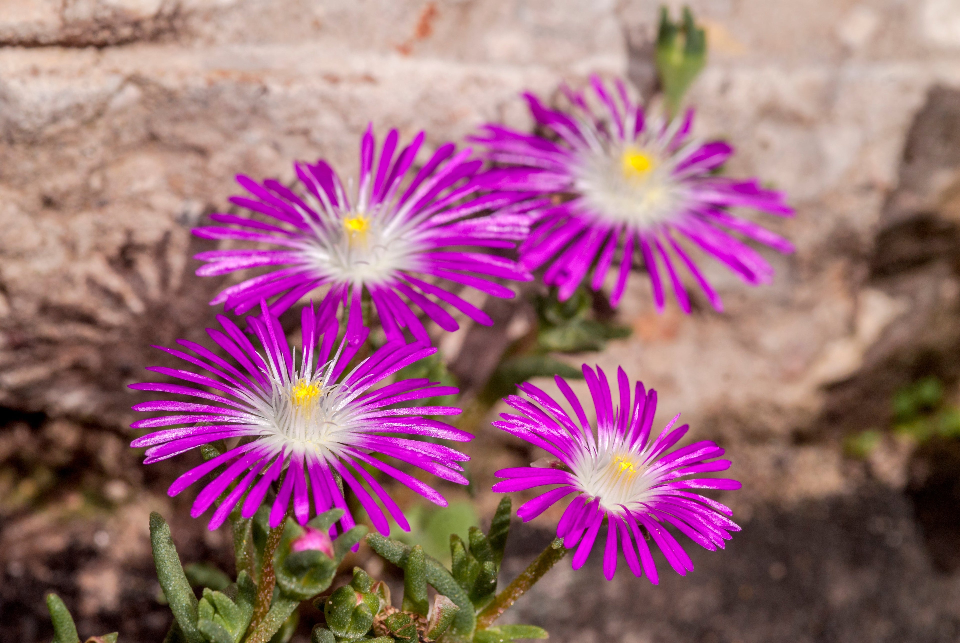 25 STARDUST ICE PLANT Mesembryanthemum Delosperma Floribunda Perennial Purple & White Flower Seeds