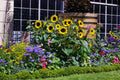 50 HOPI Black Dye SUNFLOWER Helianthus Annuus Flower Seeds