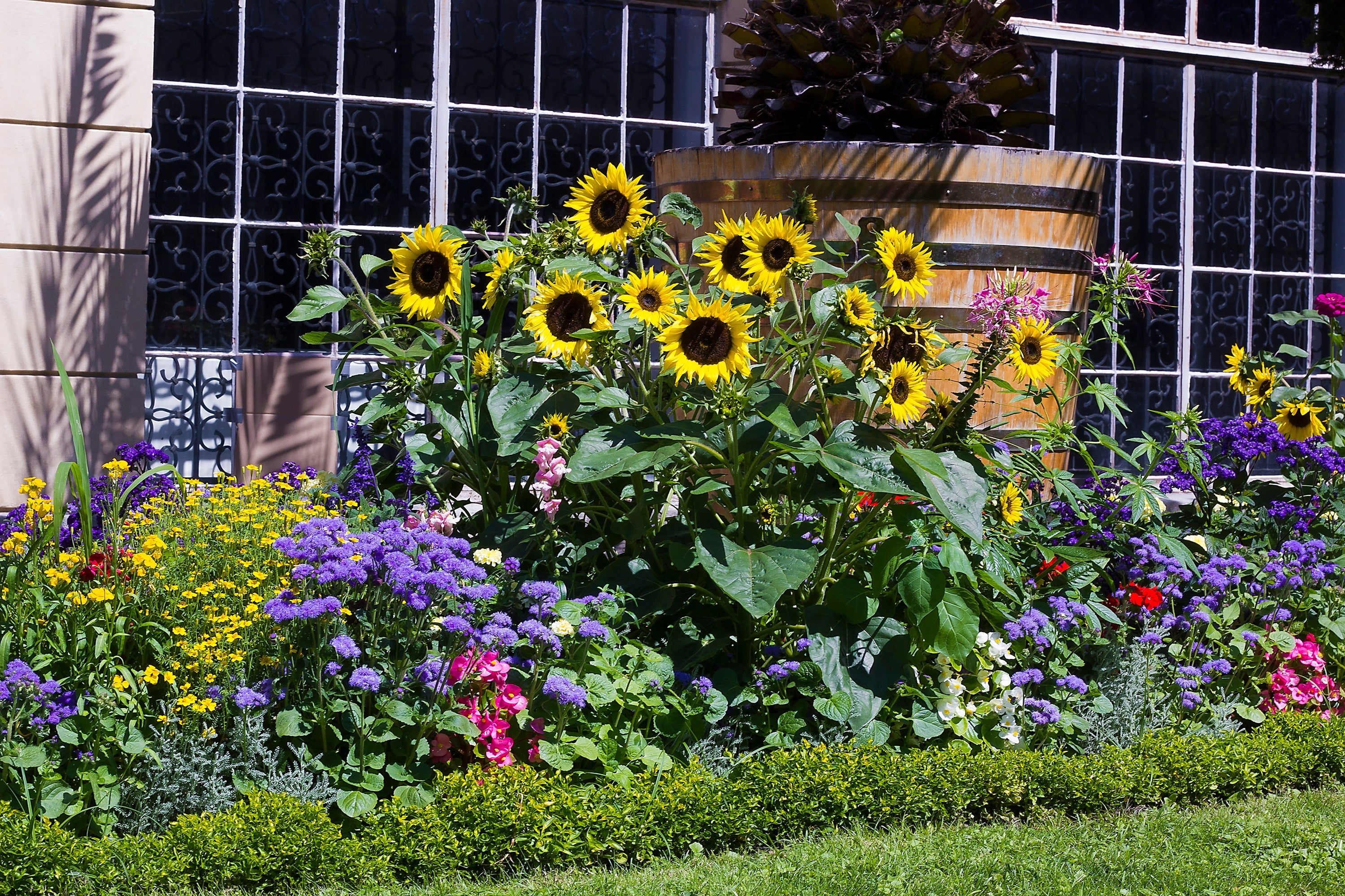 50 HOPI Black Dye SUNFLOWER Helianthus Annuus Flower Seeds
