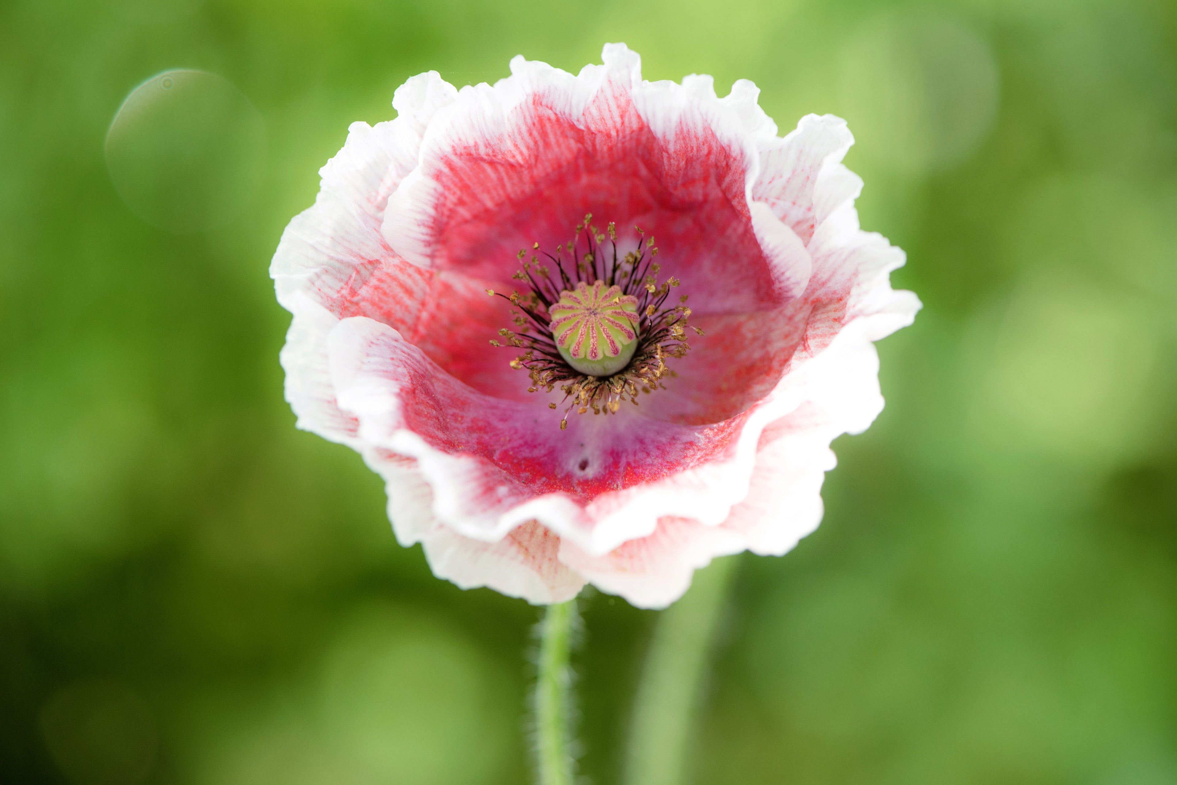 2000 MIXED Colors SHIRLEY POPPY ( aka Corn / Field / Flanders ) Papaver Rhoeas Flower Seeds
