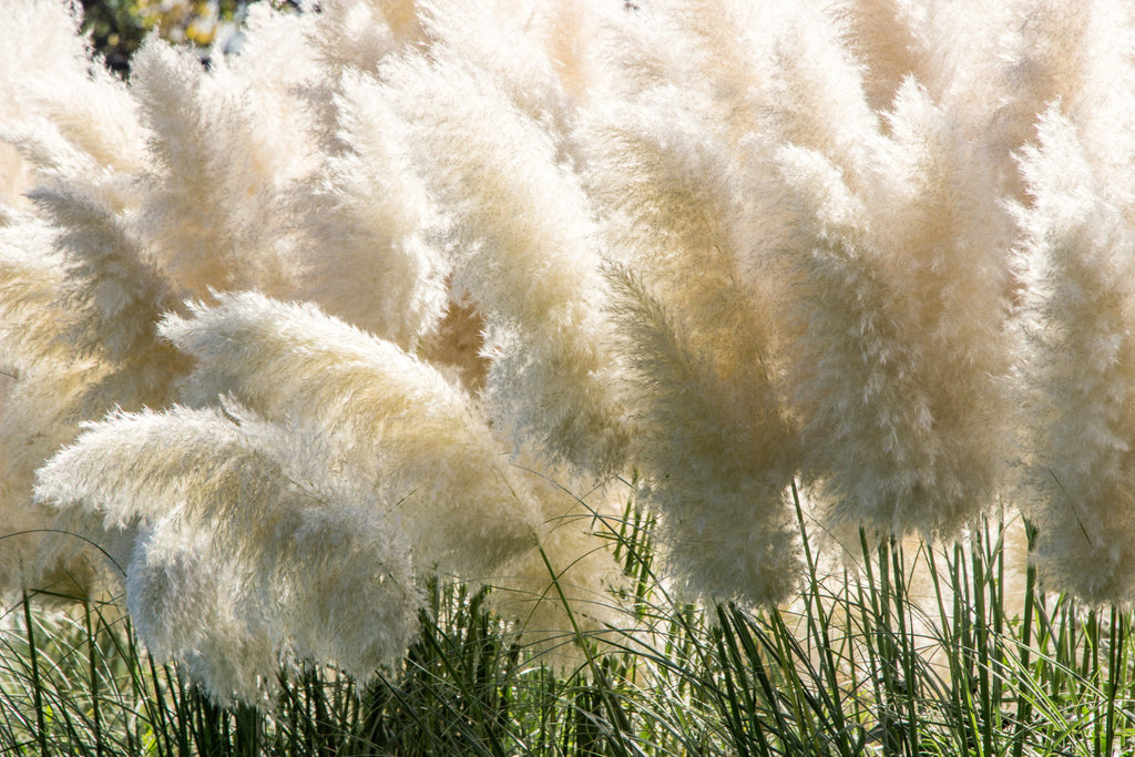 200 WHITE PAMPAS GRASS Cortaderia Selloana Ornamental Flower Seeds