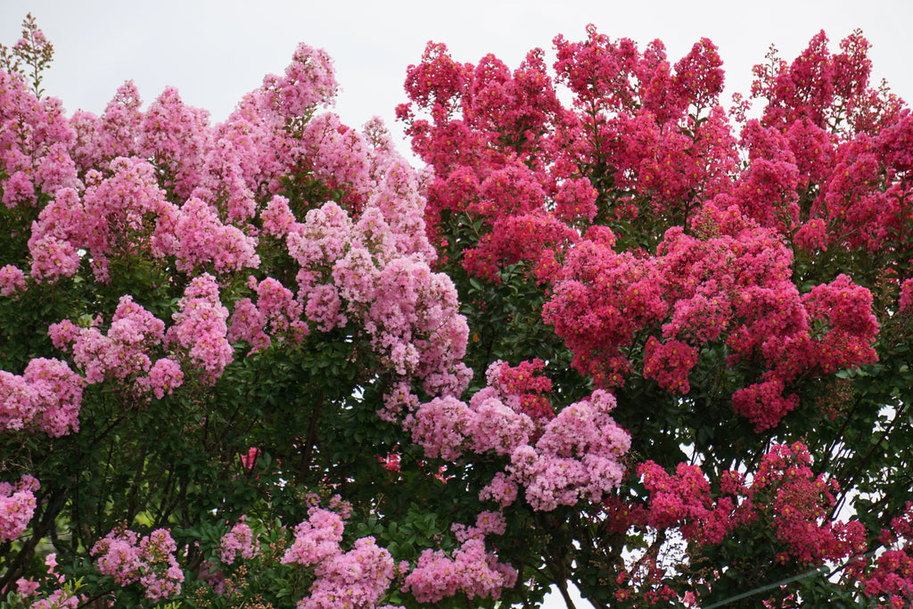 50 MIXED CREPE MYRTLE Lagerstroemia Indica Tree Shrub Crape  6 Color Mix - Red, Purple, Light Pink, Dark Pink, White, & Lilac Flower Seeds