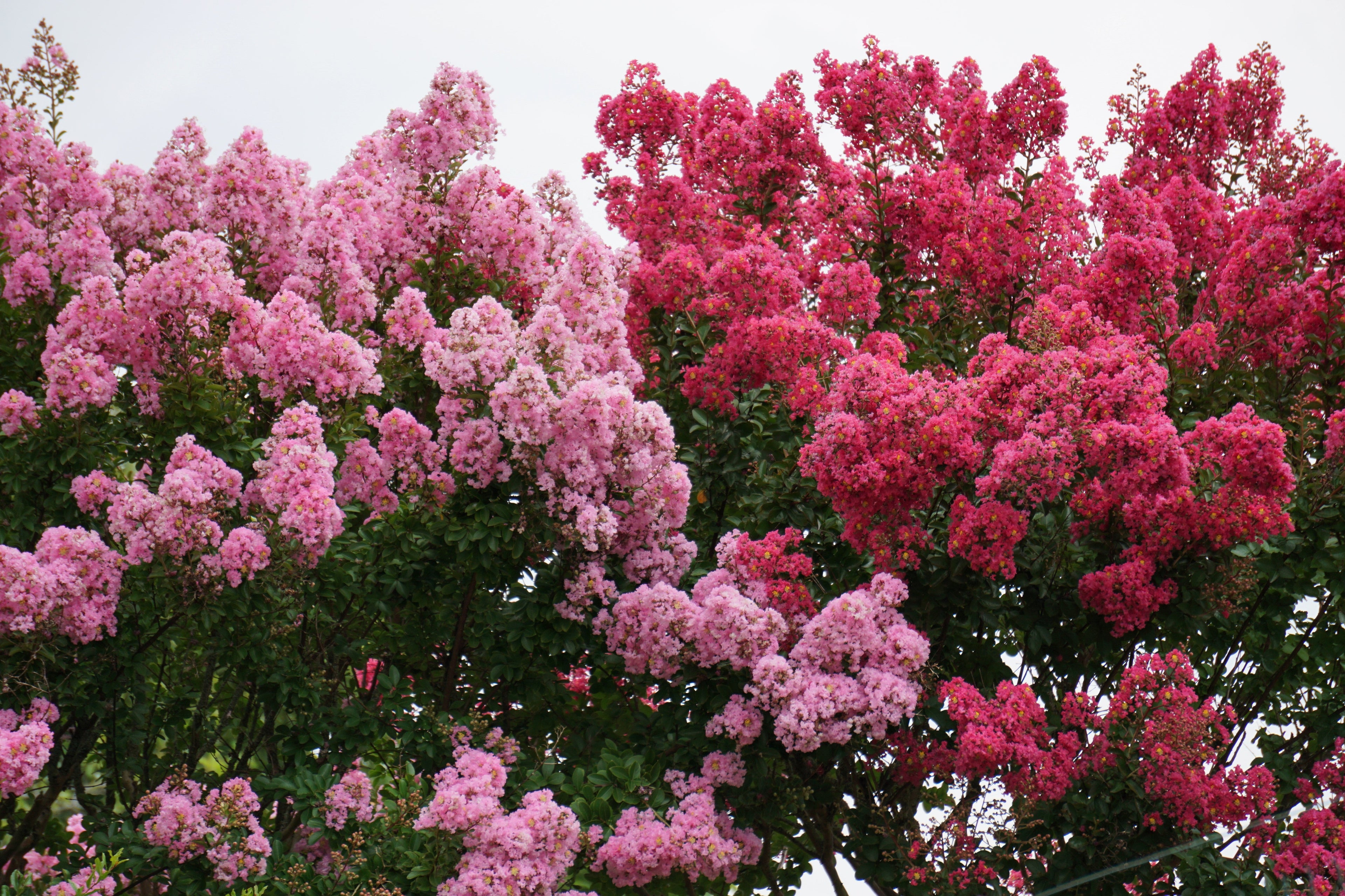 50 MIXED CREPE MYRTLE Lagerstroemia Indica Tree Shrub Crape  6 Color Mix - Red, Purple, Light Pink, Dark Pink, White, & Lilac Flower Seeds