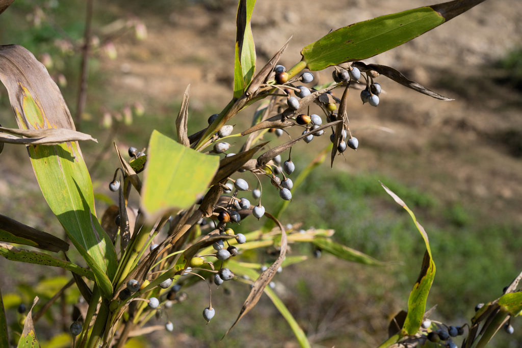 20 JOBS TEARS (Jobi / Coix / Yi Yi Ren / Junos Tears) Coix Lacryma Vegetable Seeds