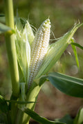 100 Truckers Favorite WHITE SWEET CORN Zea Mays Vegetable Seeds