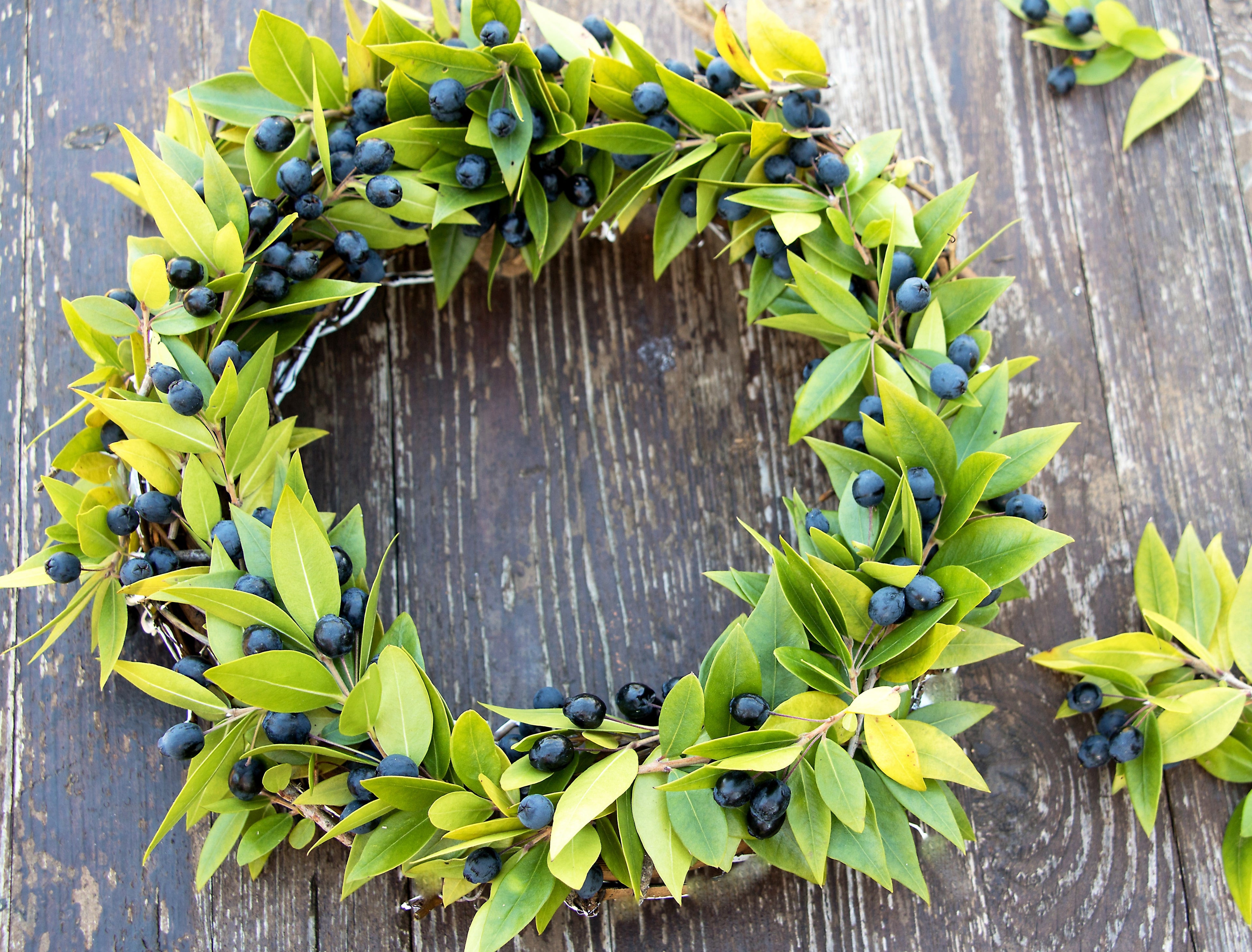 20 TRUE MYRTLE Myrtus Communis aka Common & Sweet Myrtle Fragrant White Flower Edible Blue Berry Fruit Shrub Seeds