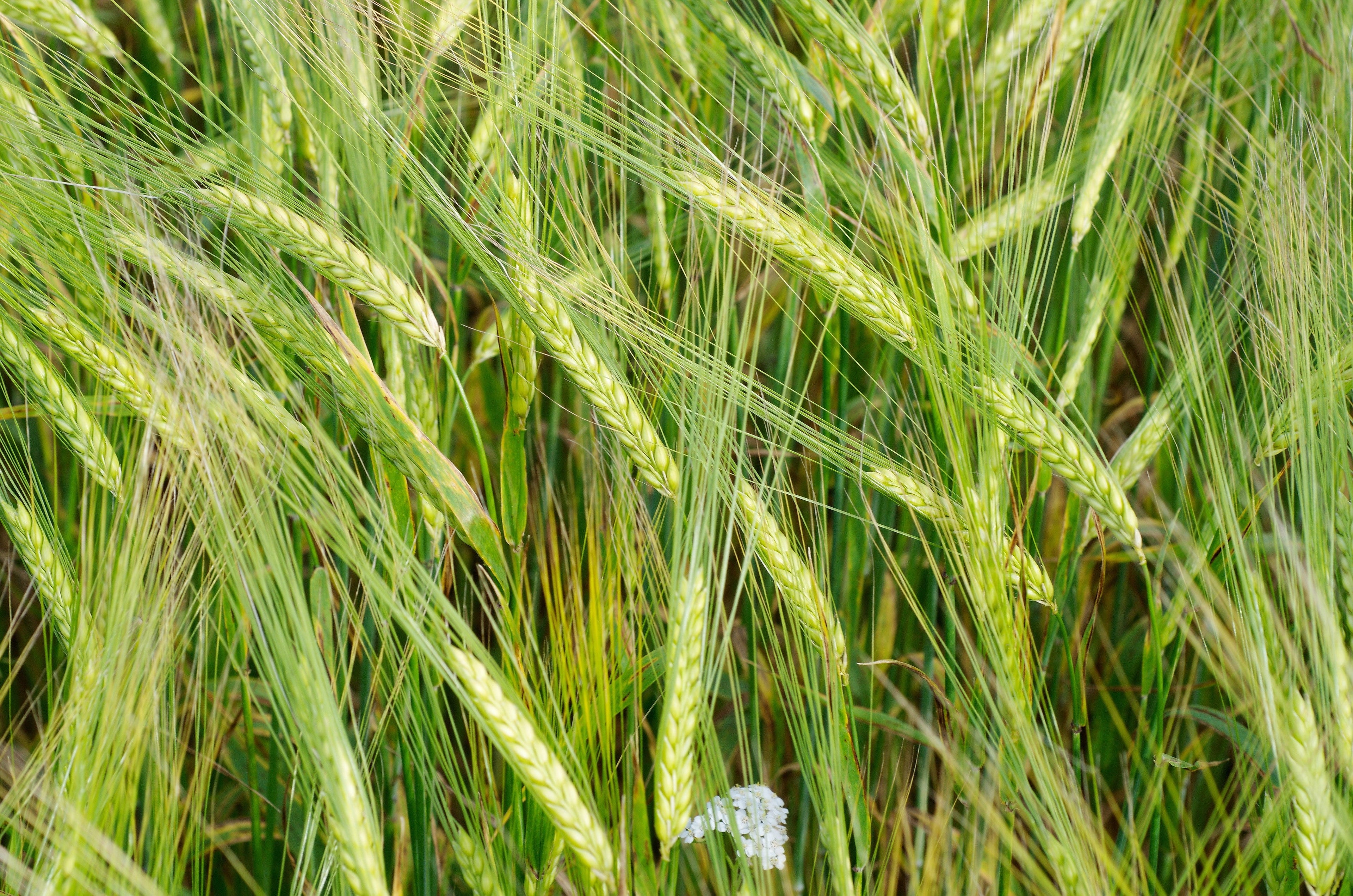 100 Common BARLEY Hordeum Vulgare Grain Grass Cover Crop Beer Seeds