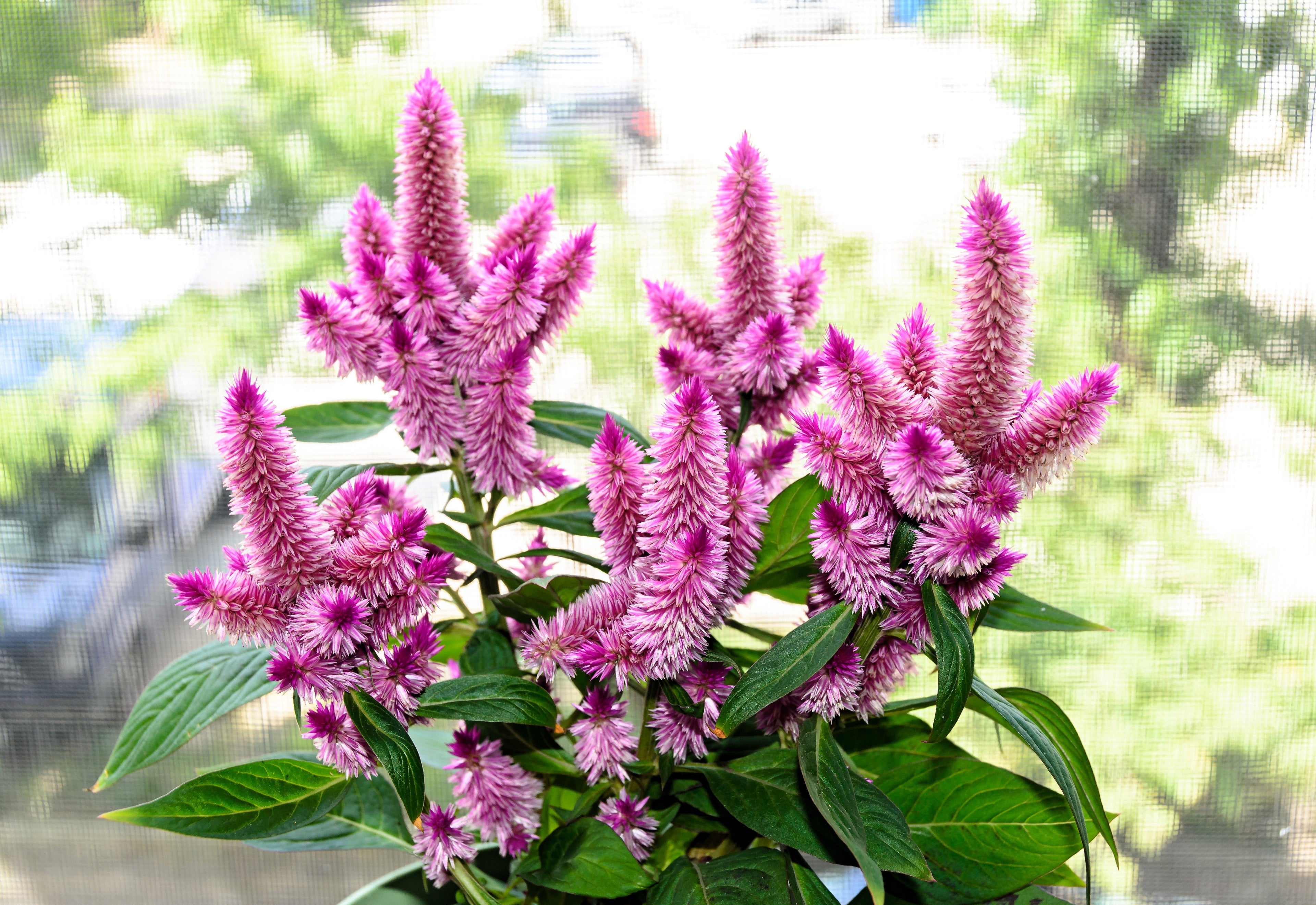 100 FLAMINGO FEATHER Wheat CELOSIA Spicata Pink & White Flower Seeds