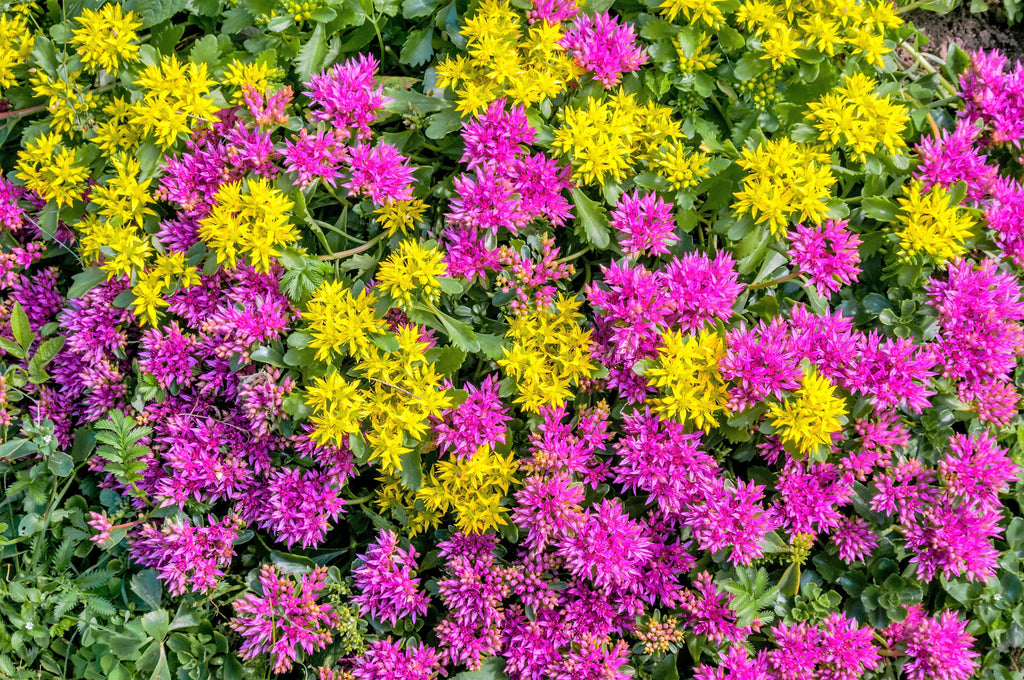 150 MIXED SEDUM Stonecrop Succulent Groundcover Red White Yellow Pink Purple Flower Seeds