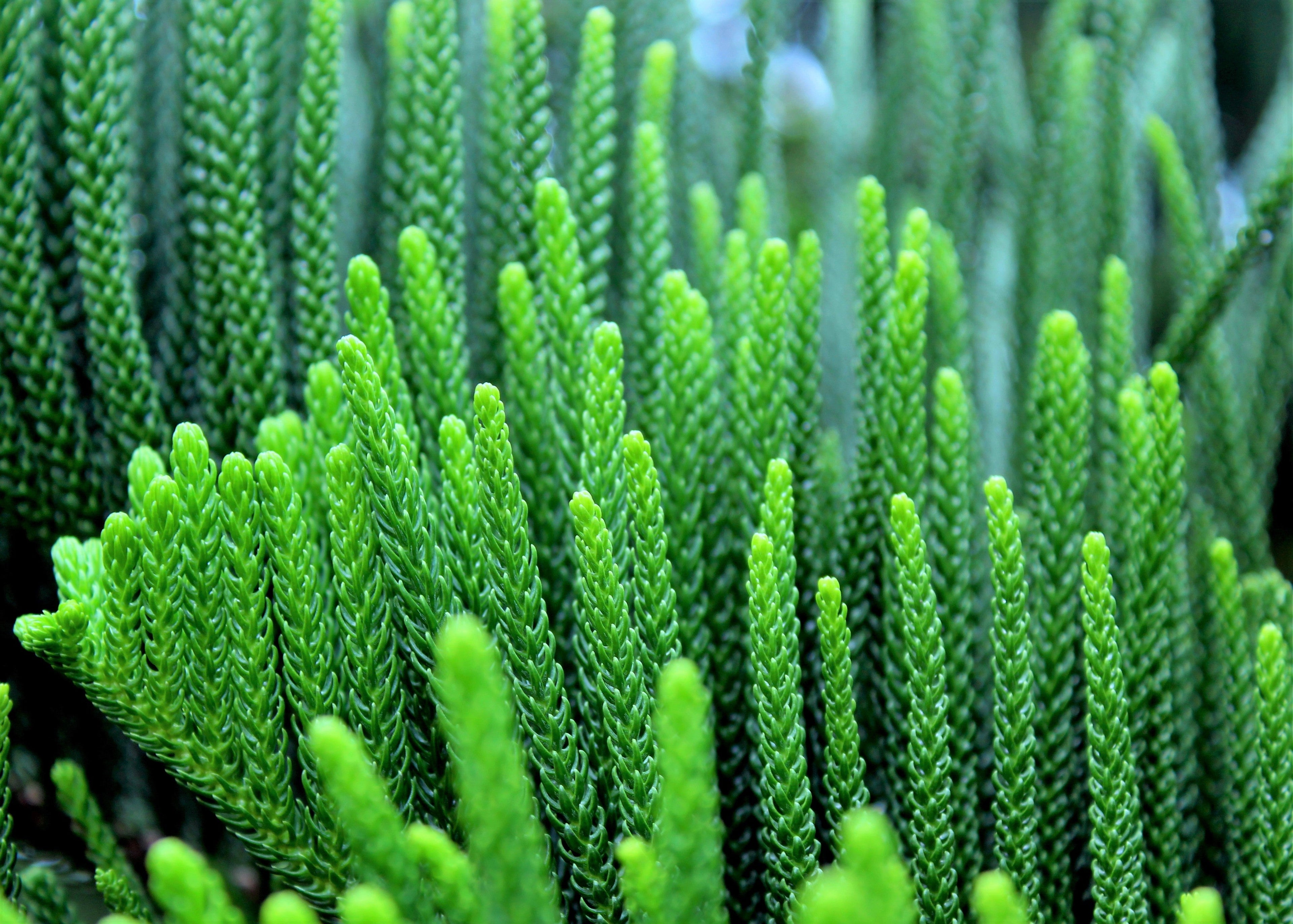 20 FRASER FIR Tree Abies Fraseri Christmas Tree Southern Balsam Fir Native Evergreen Seeds