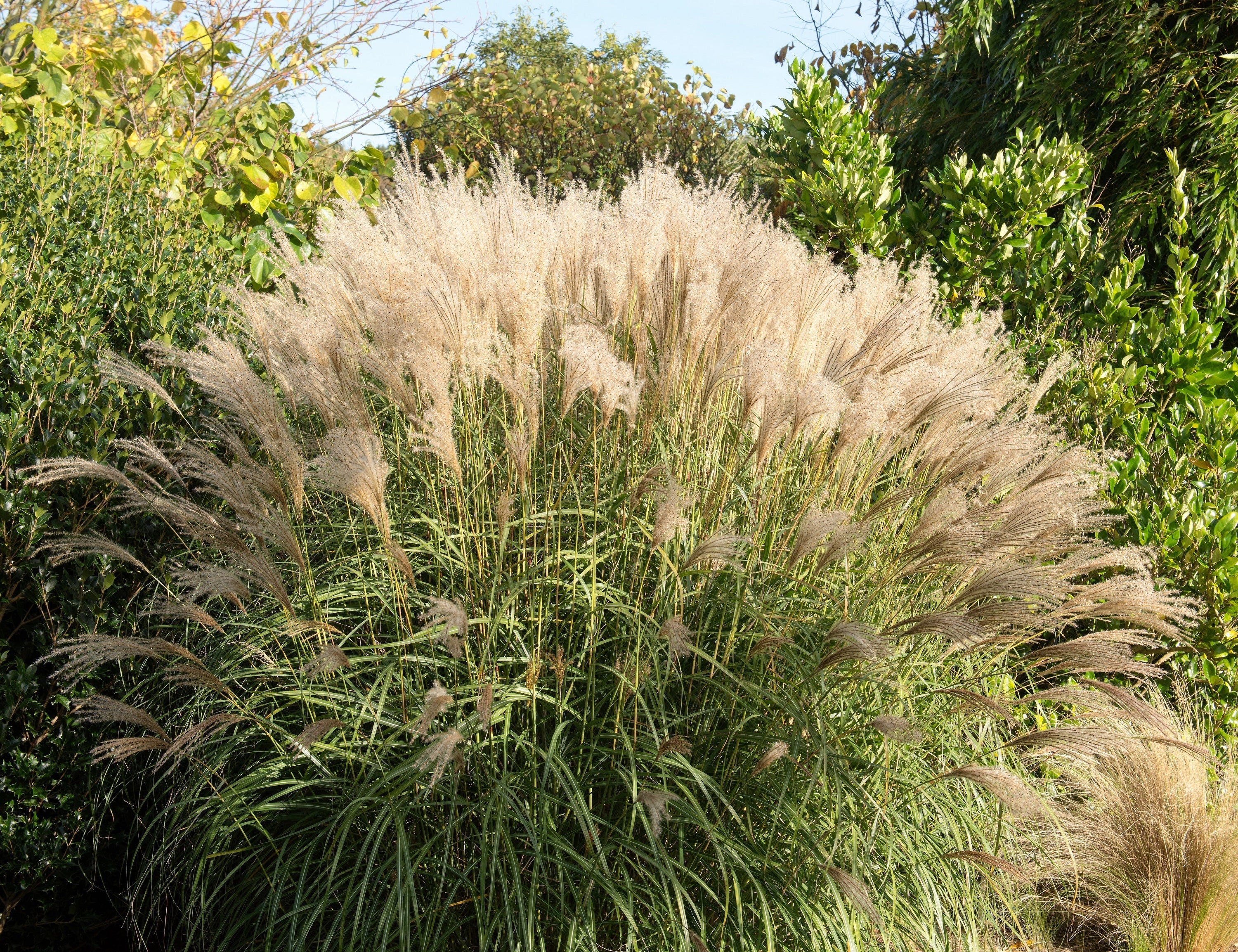 10 SILVER MAIDEN GRASS Miscanthus Sinensis Japanese Pampas Perennial Flower Seeds