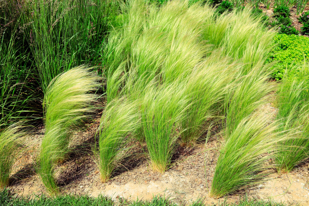 25 MEXICAN FEATHER GRASS Pony Tails Ornamental Stipa Tenuissima Nassella Seeds Wind Whisp