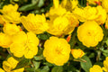 1000 YELLOW EVENING PRIMROSE Oenothera lamarckiana Flower Seeds