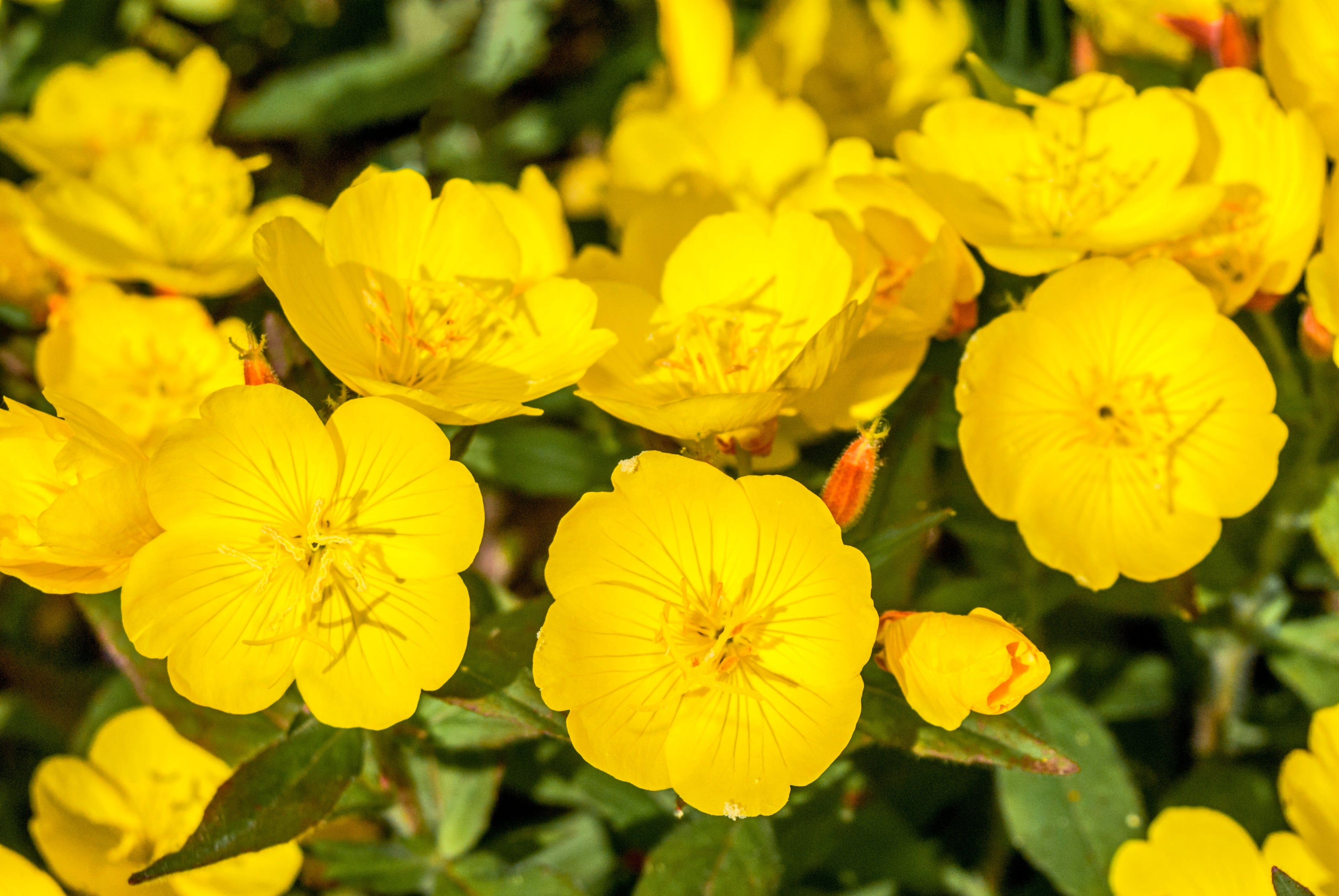 1000 YELLOW EVENING PRIMROSE Oenothera lamarckiana Flower Seeds