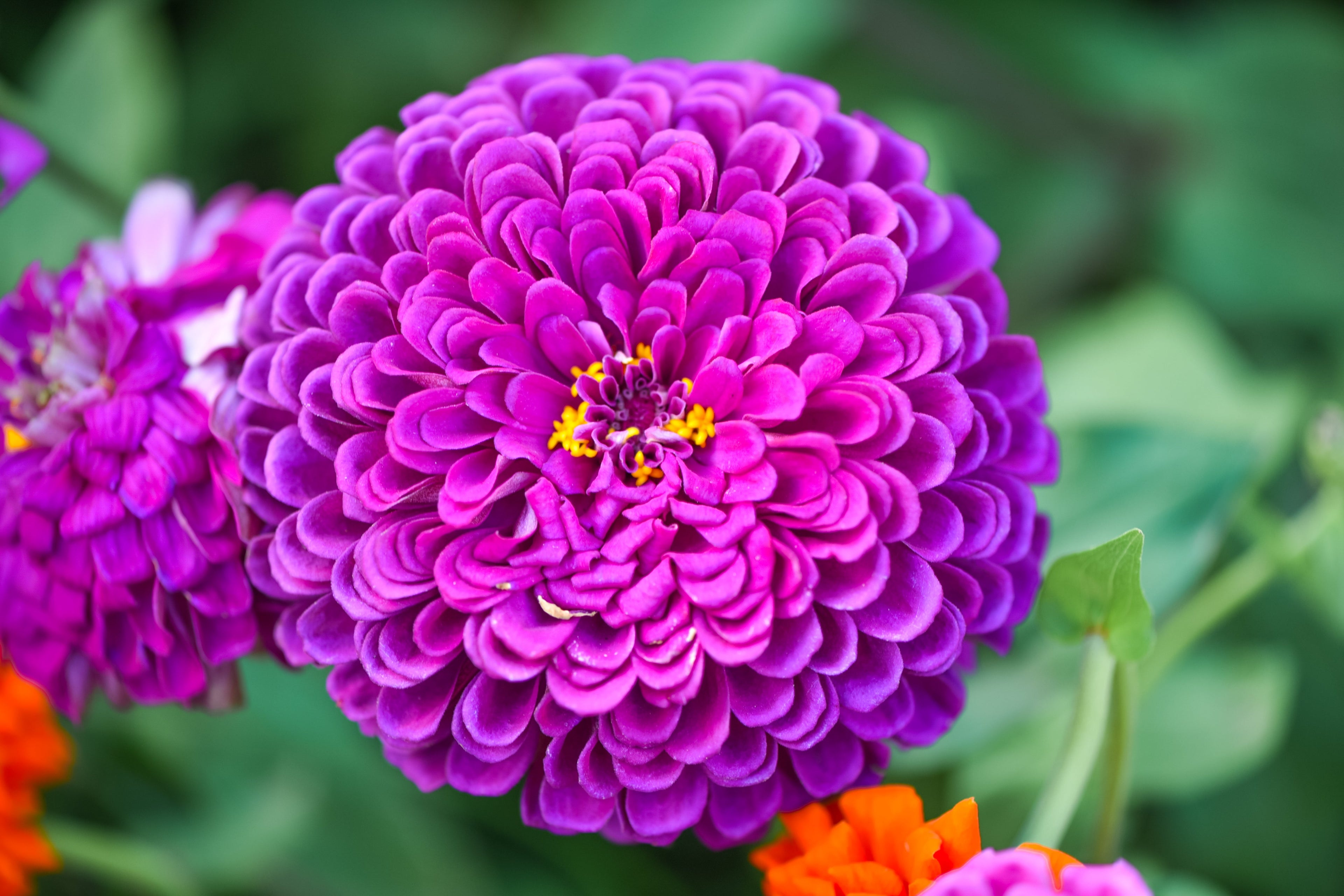 500 Mixed Colors CALIFORNIA GIANT ZINNIA Elegans Flower Seeds