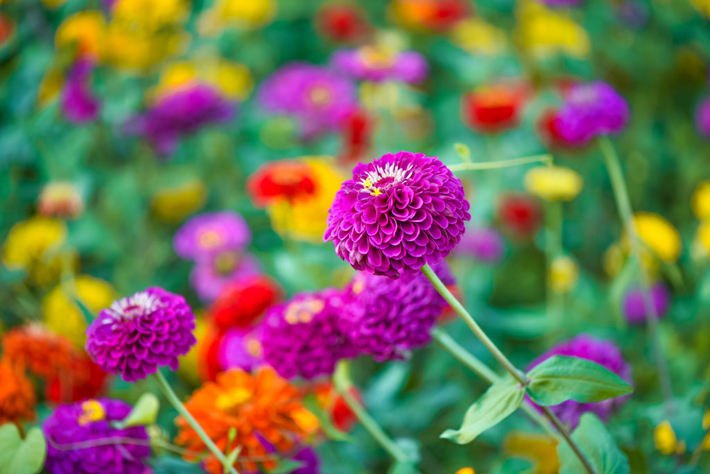 250 VIOLET QUEEN ZINNIA Elegans Purple Double Dahlia Heirloom Flower Seeds