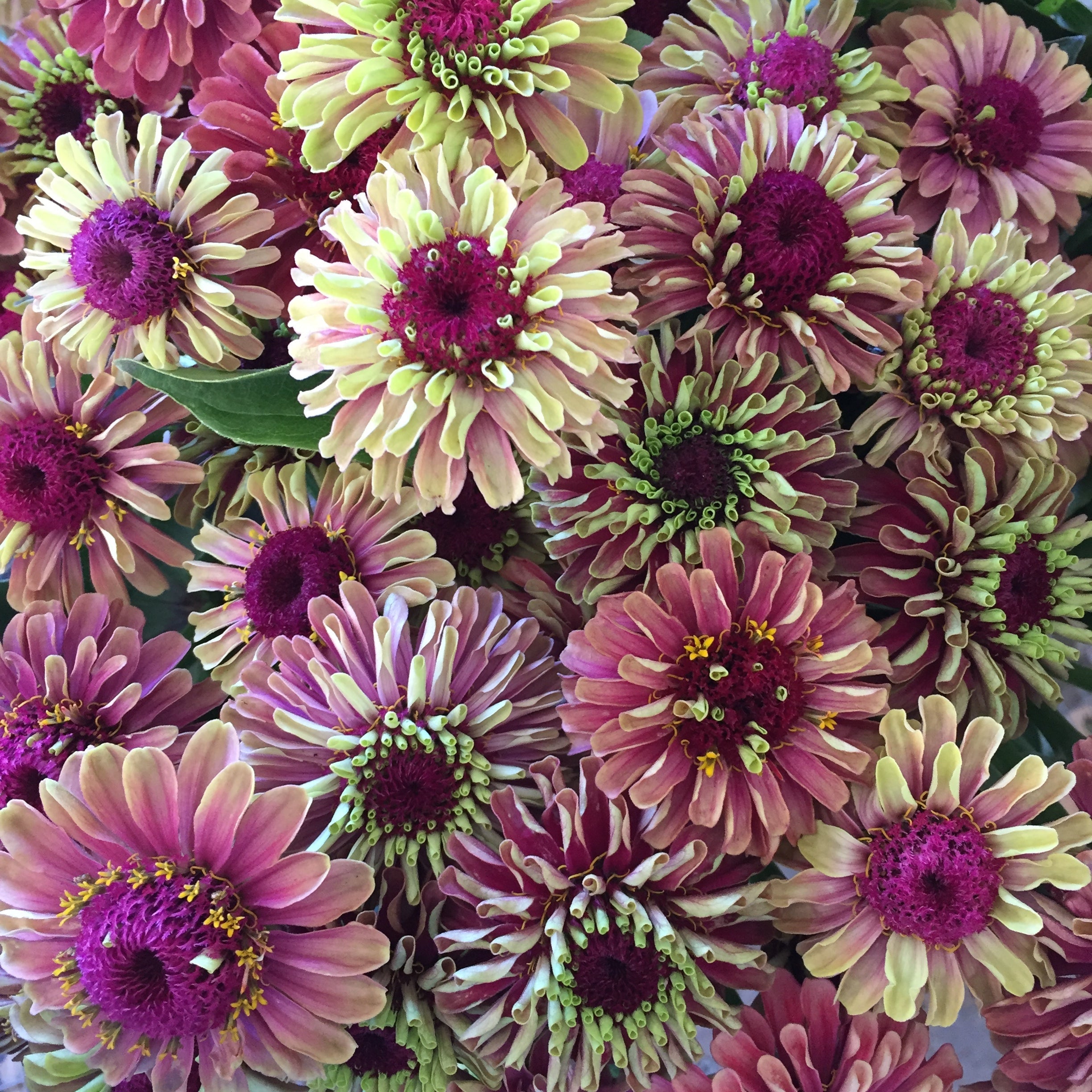 250 ZIN MASTER ZINNIA Mix Elegans Mixed Colors Flower Seeds