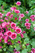 10 VULCAN MALOPE Trifida / Mallowwort / Mallow Flower Seeds