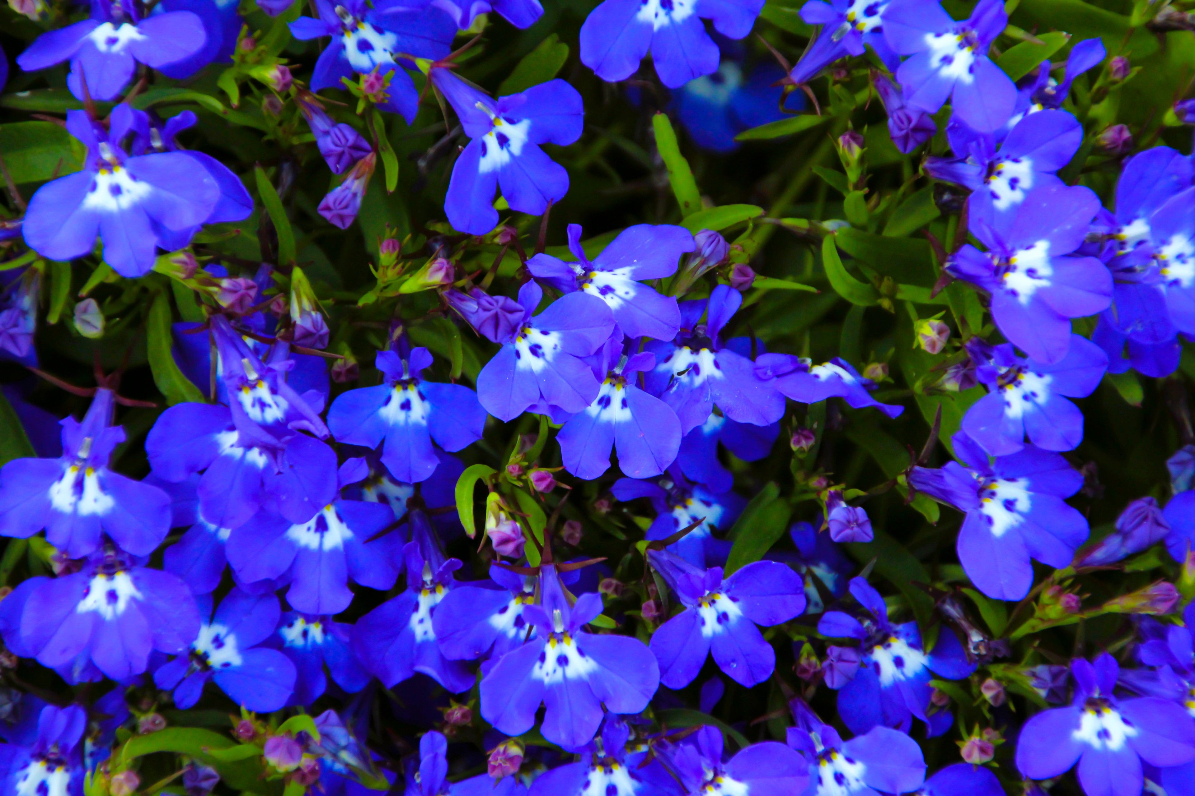 200 Electric Blue & White HALF MOON LOBELIA Erinus Flower Seeds