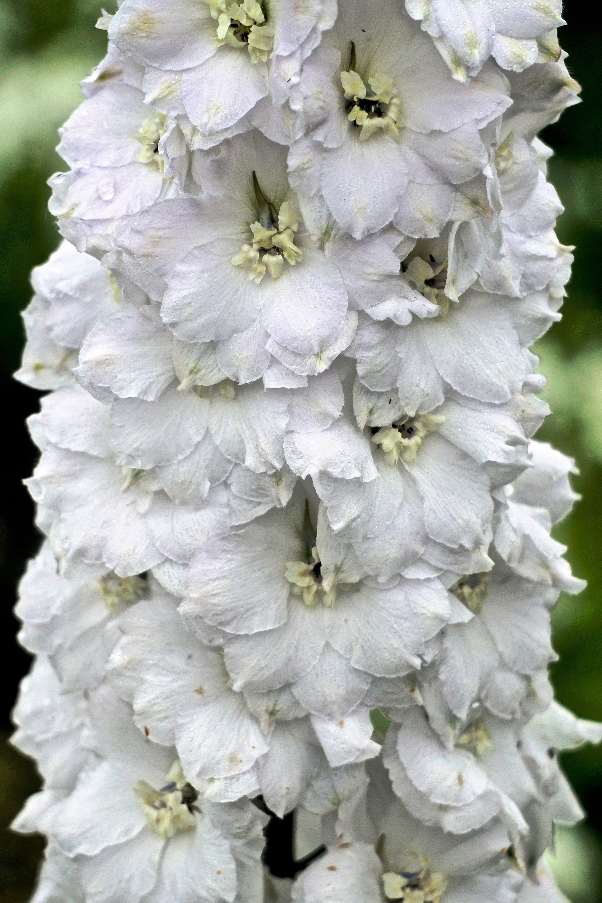 150 WHITE KING LARKSPUR Delphinium Consolida Giant Imperial Flower Seeds