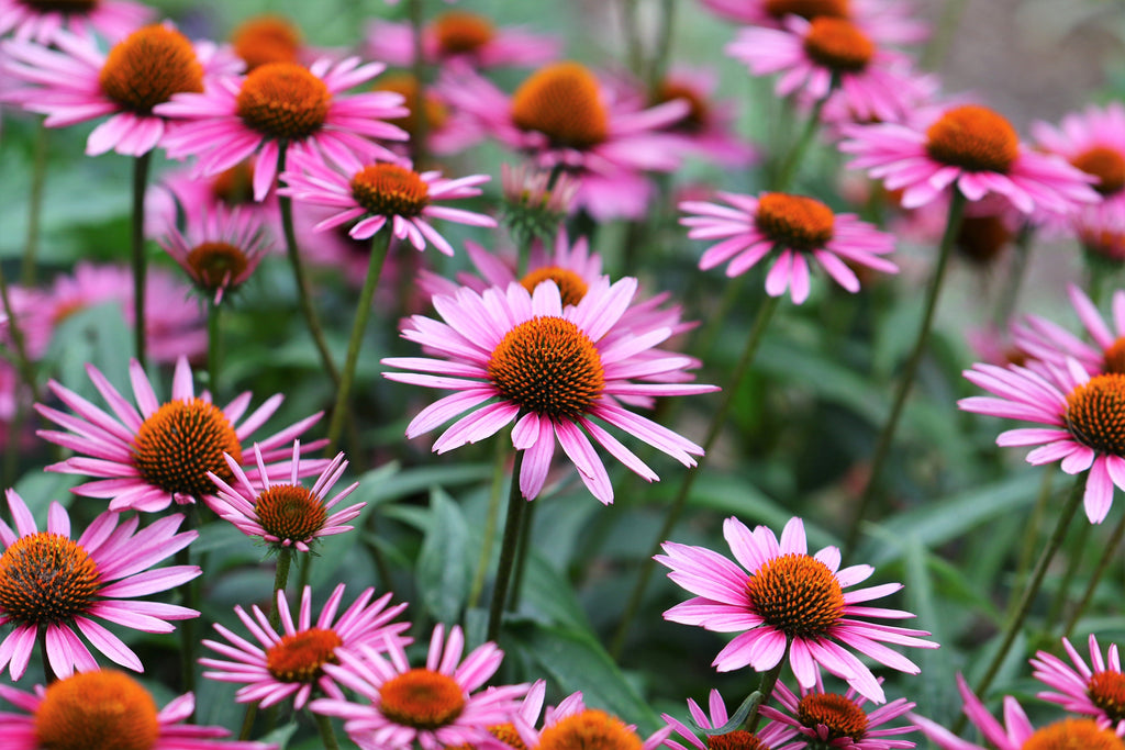 1000 PURPLE CONEFLOWER Echinacea Purpurea Heirloom Flower Herb Seeds