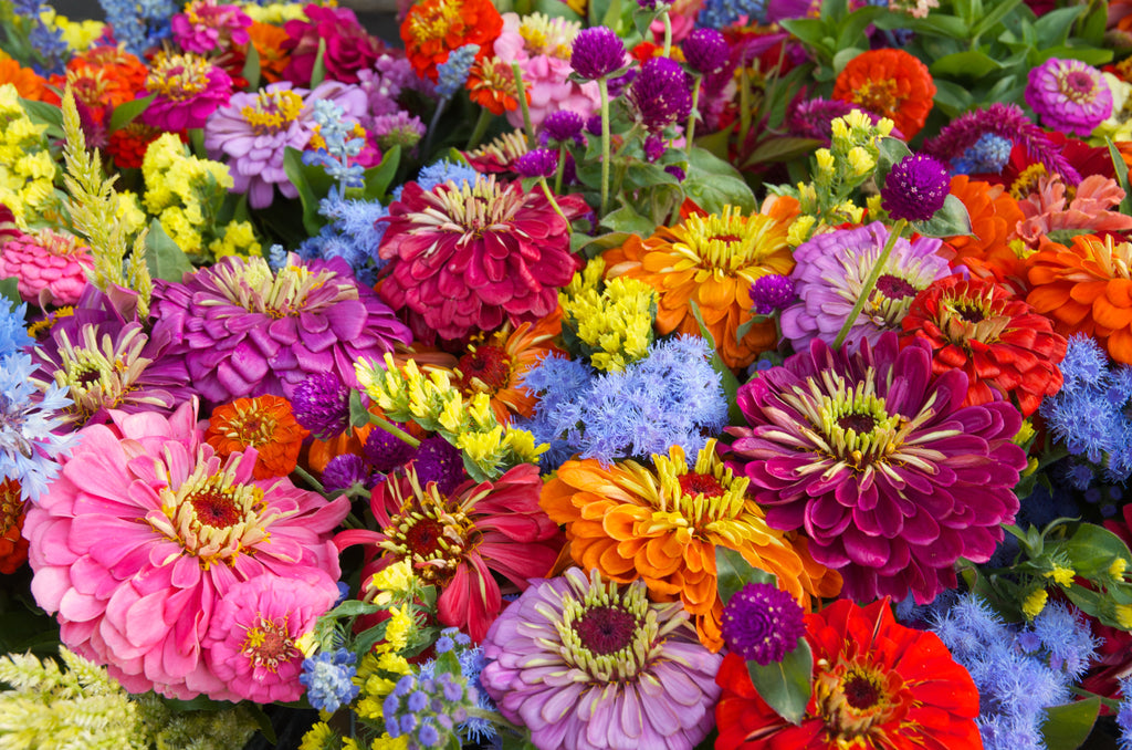 250 ZIN MASTER ZINNIA Mix Elegans Mixed Colors Flower Seeds