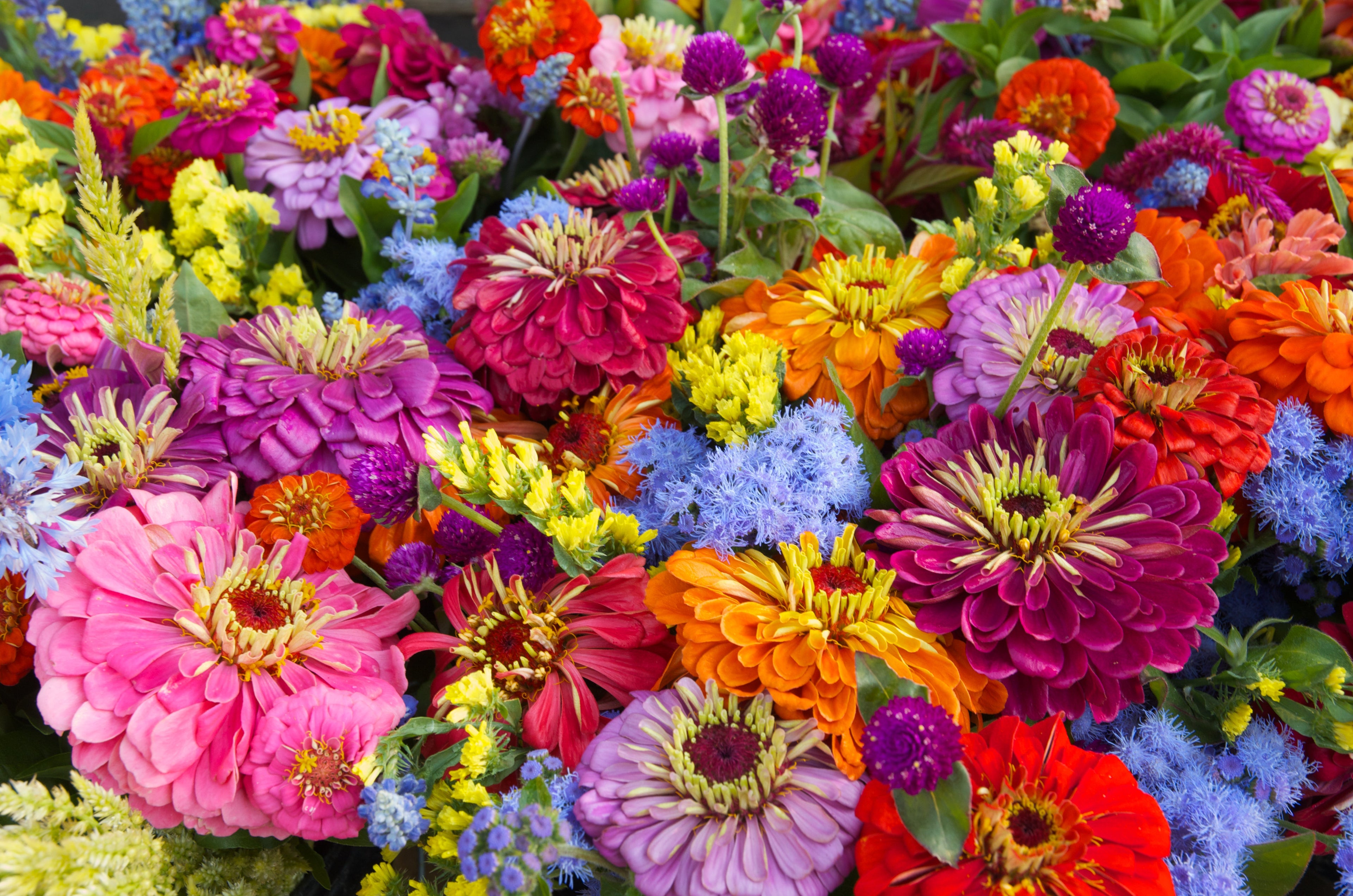 250 ZIN MASTER ZINNIA Mix Elegans Mixed Colors Flower Seeds