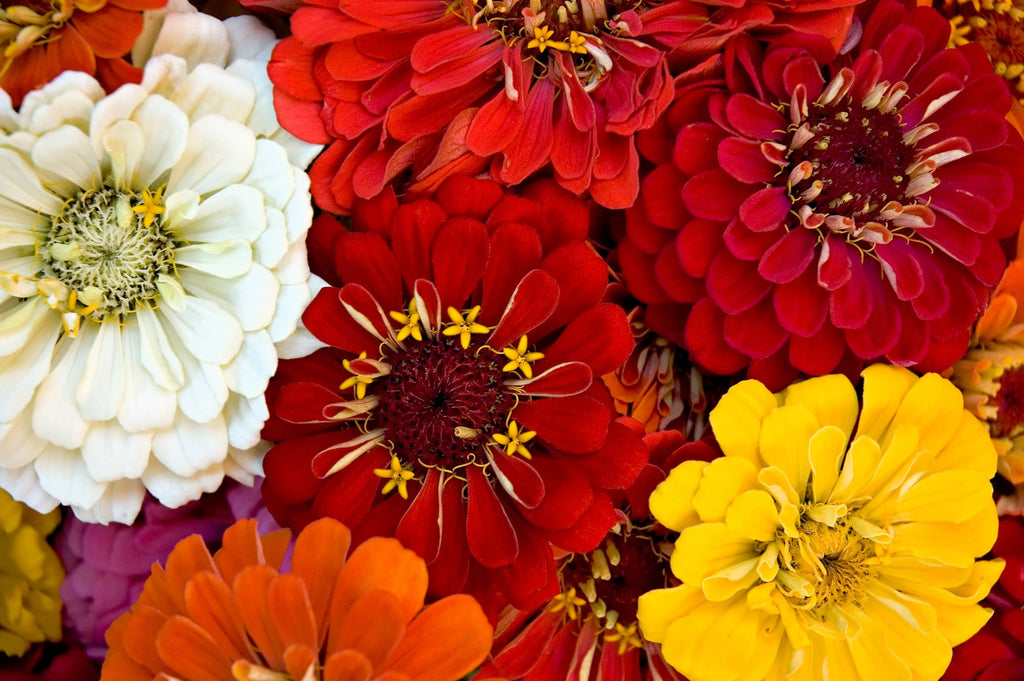 250 ZIN MASTER ZINNIA Mix Elegans Mixed Colors Flower Seeds