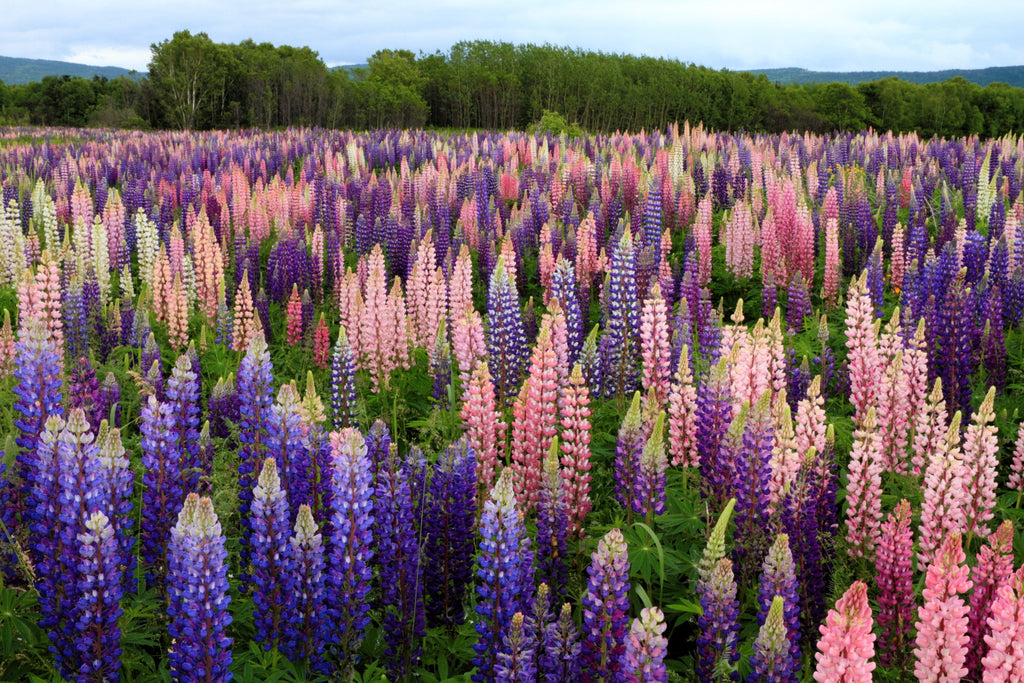 75 Mixed Colors RUSSELL LUPINE (Streamside, Bigleaf, Garden, or Washington Lupine) Lupinus Polyphyllus Flower Seeds