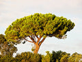 5 Pine Nut ITALIAN STONE PINE Pinus Pinea Umbrella Tree Seeds