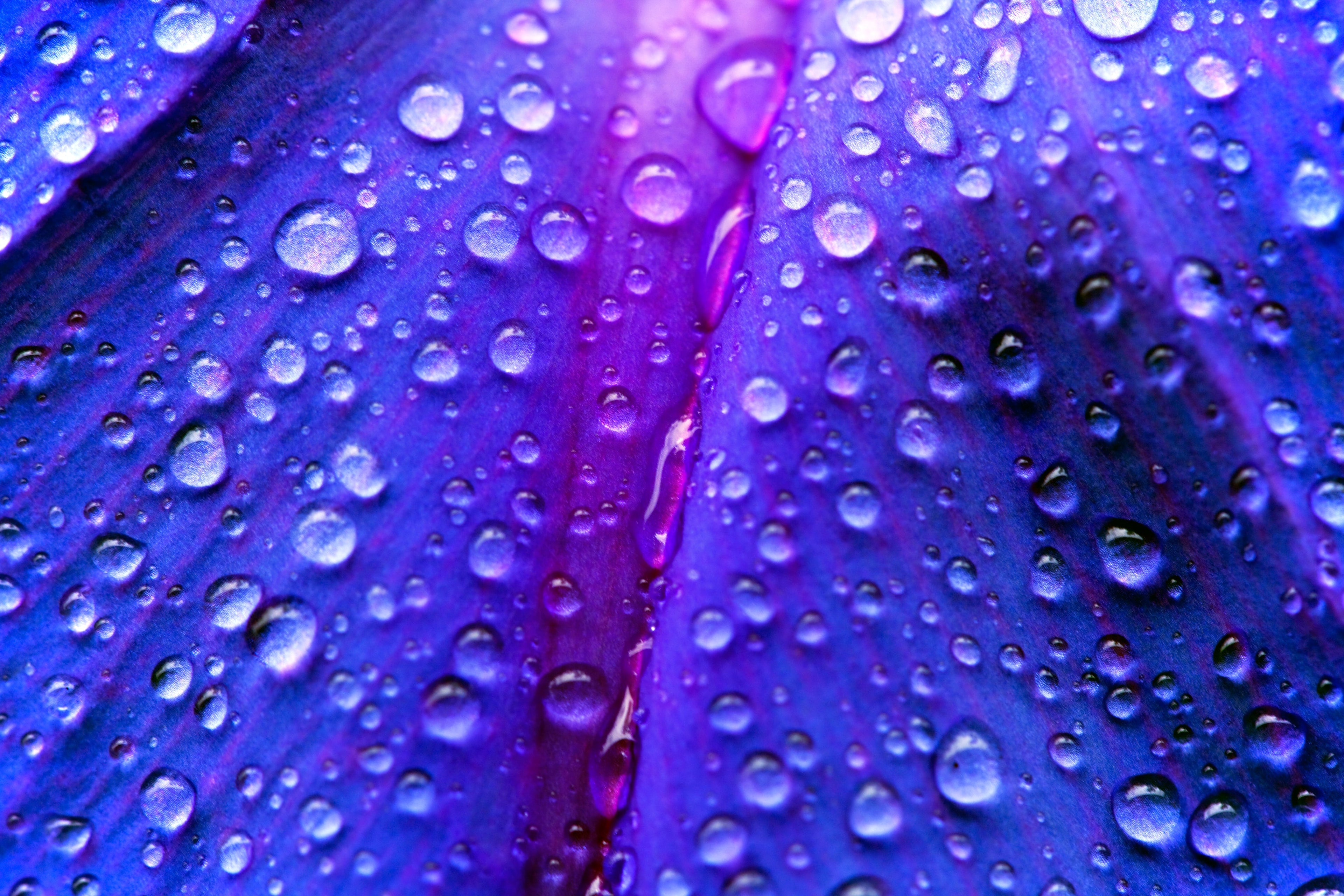 100 PURPLE MORNING GLORY Ipomoea Nil Flower Vine Seeds