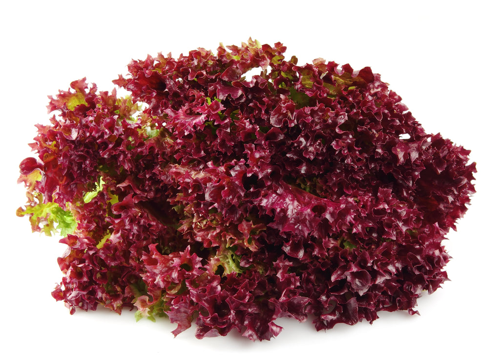 3000 Leaf Lettuce RED SALAD BOWL Lactuca Sativa Vegetable Seeds