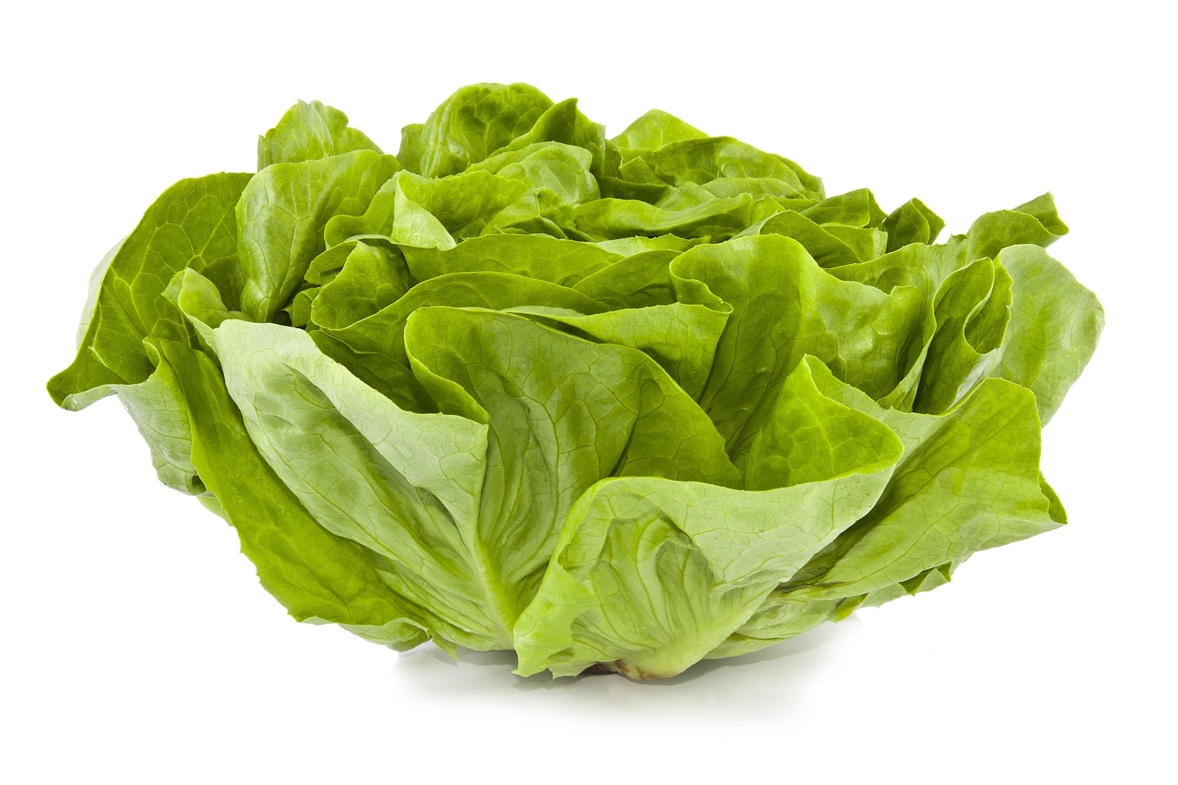 3000 WHITE BOSTON LETTUCE 12" Green Butterhead Lactuca Sativa Vegetable Seeds