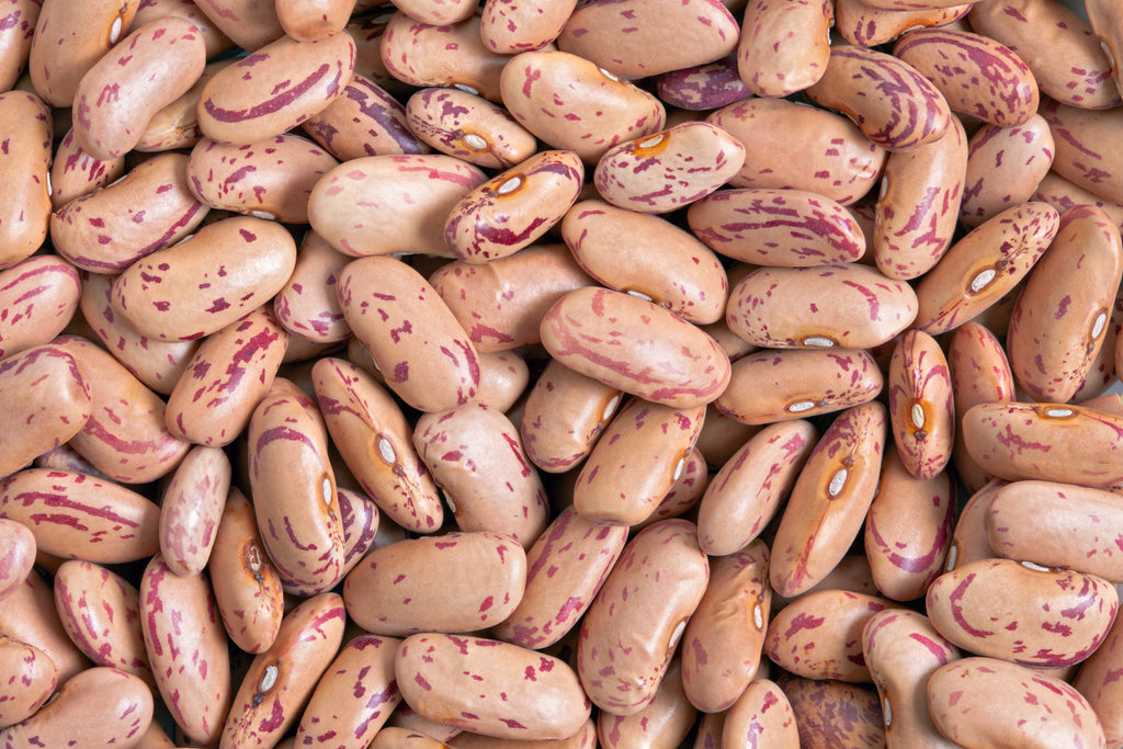 50 CRANBERRY BEAN French Horticulture Borlotti Roman Phaseolus Vegetable Seeds