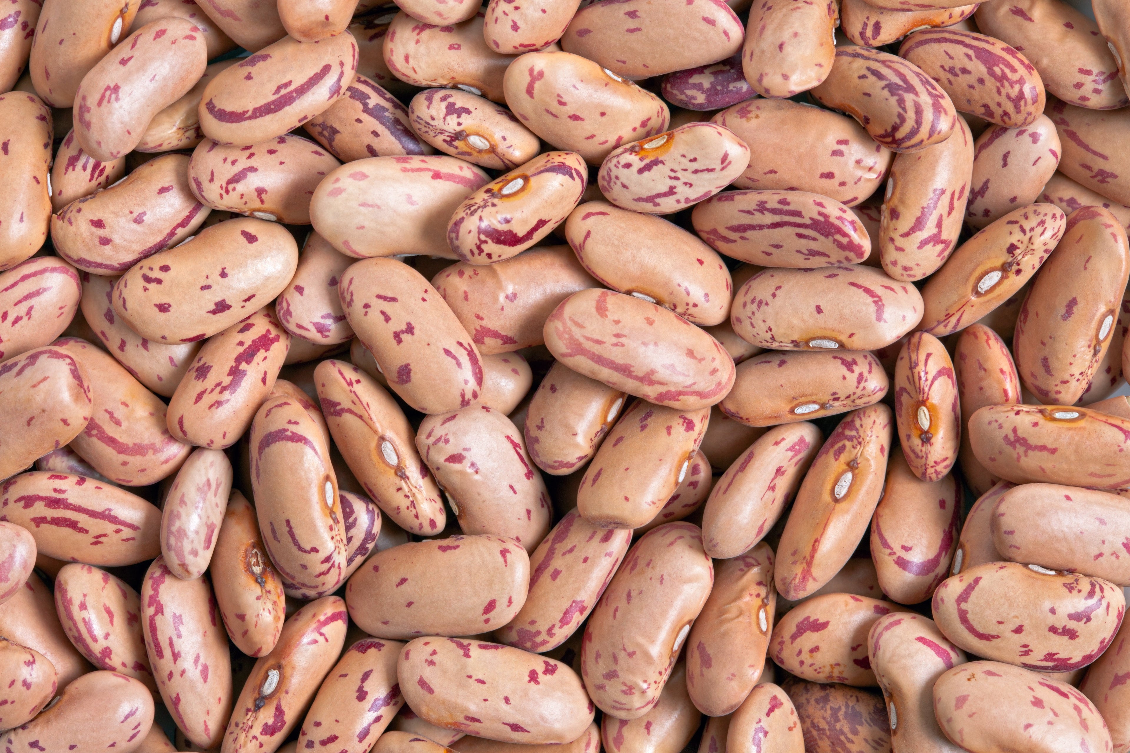 50 CRANBERRY BEAN French Horticulture Borlotti Roman Phaseolus Vegetable Seeds