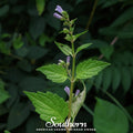 Official Mad Dog Skullcap Seeds – Heirloom Perennial, Blue-Violet Flowers, Native Medicinal Herb, Scutellaria lateriflora, 50 Seeds