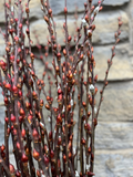 Silky Willow Cuttings Lot of 5 - Unrooted Salix sericea Native Shrub for Propagation and Planting