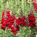 Defiance Snapdragon Seeds – Heirloom Antirrhinum majus Scarlet-Red Flower Pack of 200 Seeds
