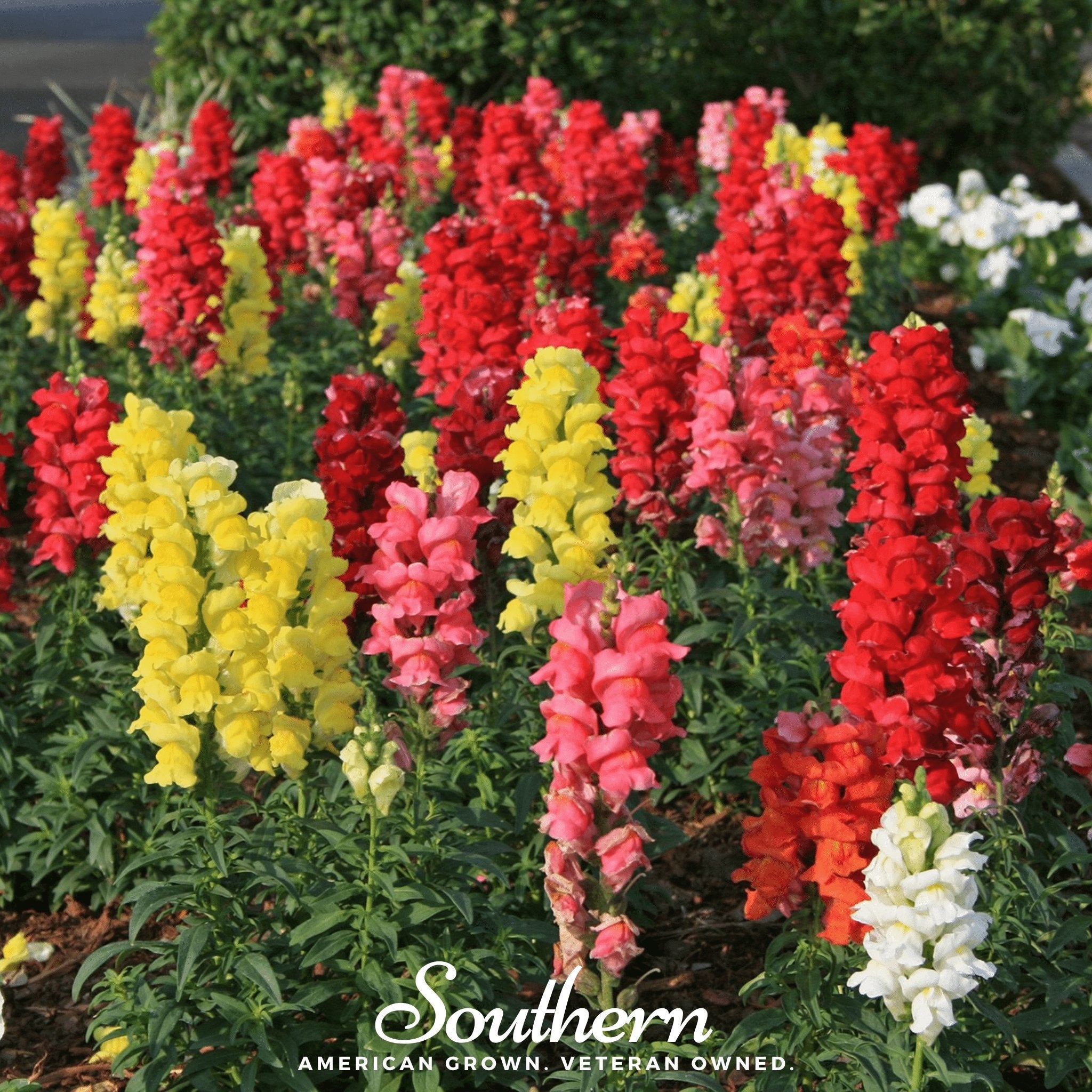 Tetra Snapdragon Mix – 200 Seeds