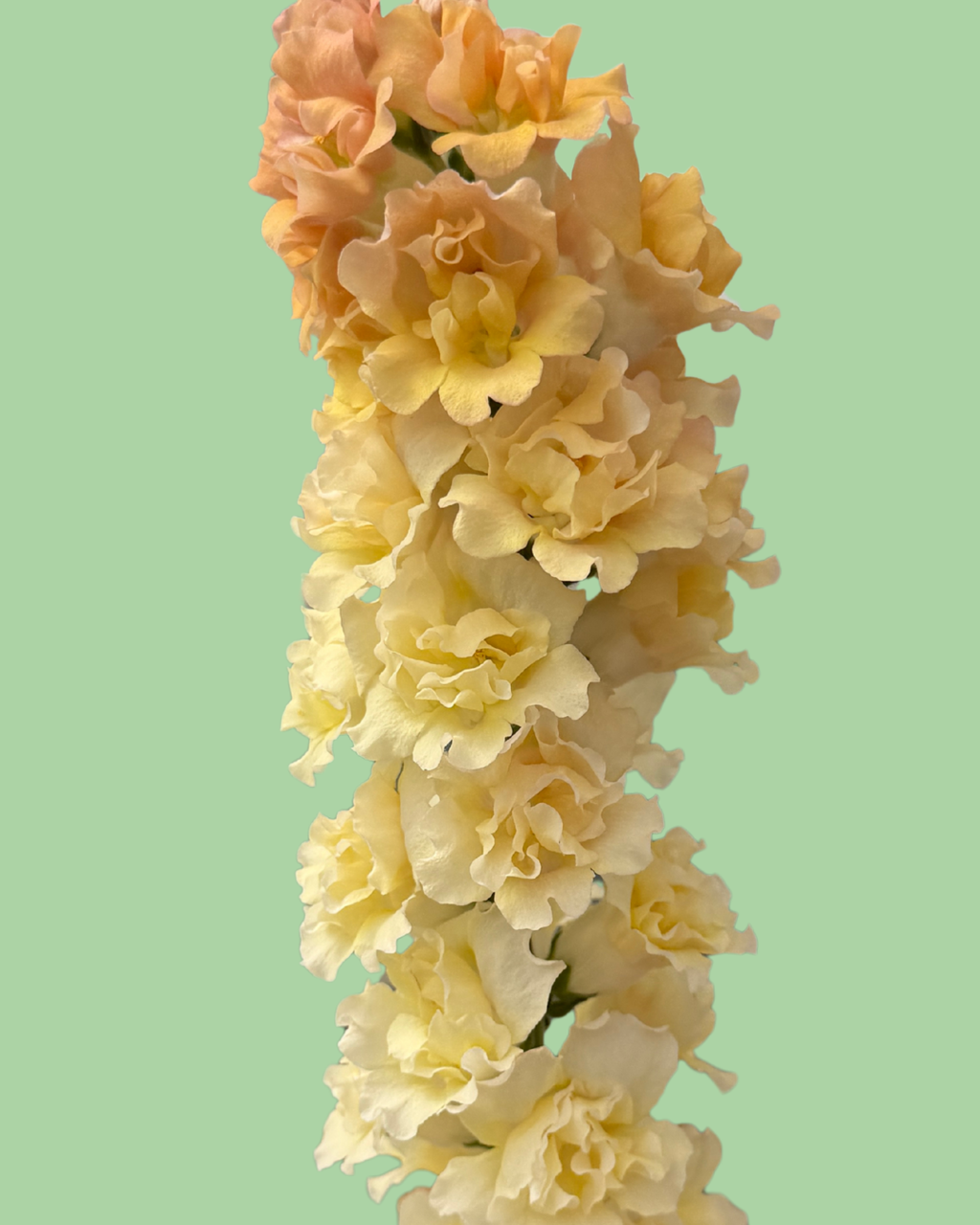 Snapdragon Snapstar 2 'Champagne' seeds