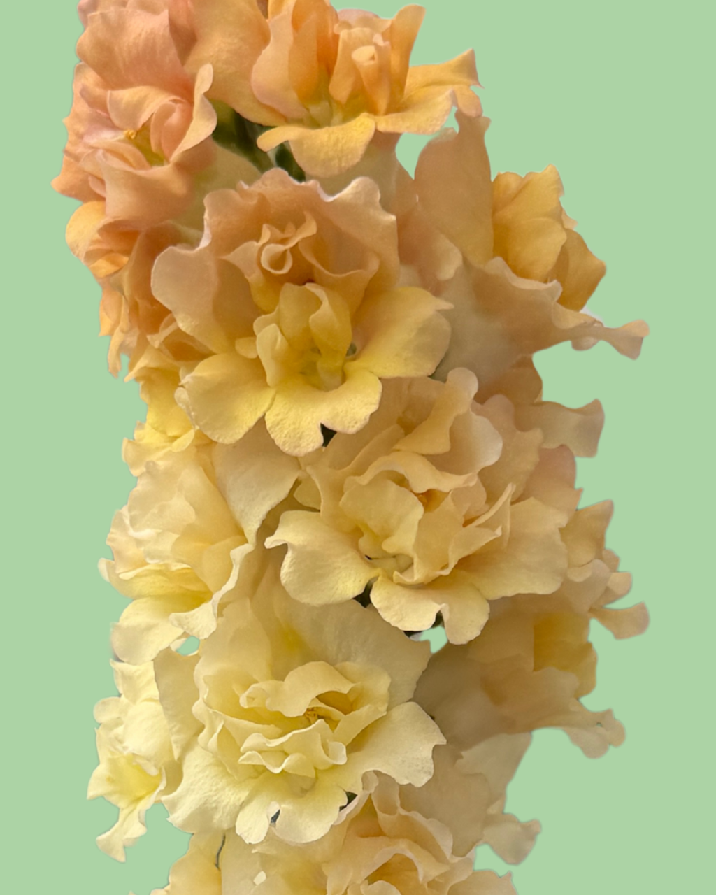 Snapdragon Snapstar 2 'Champagne' seeds