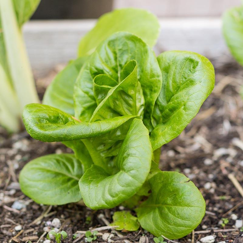Mesclun Spicy Mix Greens Seeds (Organic)
