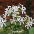 Soapwort Seeds - 100 Heirloom Saponaria officinalis Perennial with Pink & White Flowers, Natural Soap Plant