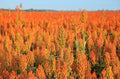 20 Syrup ROX ORANGE SORGHUM Waconia Sugar Cane Bicolor Vegetable Grain Seeds