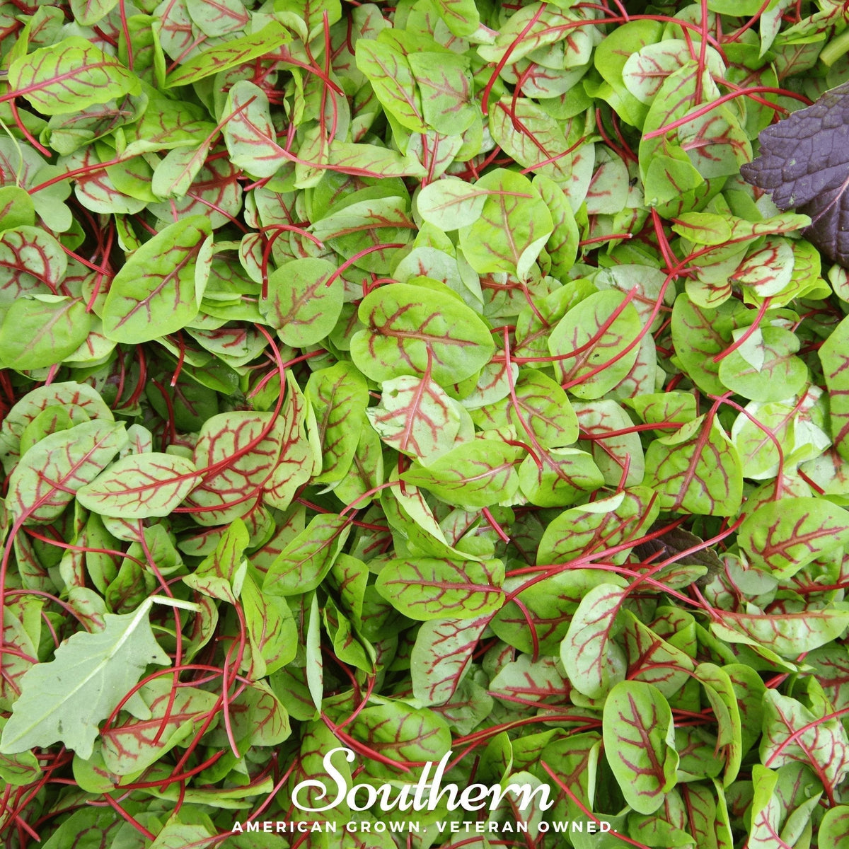 Red Veined Sorrel Seeds – Heirloom Edible Greens, Ornamental, Rumex sanguineus, 200 Seeds