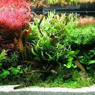 Spiderwood Driftwood Medium (6-10")